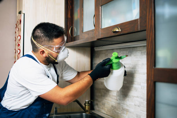 Best Wasp Removal Services  in Somerset, WI