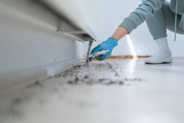 Best Termite Control Services  in Somerset, WI